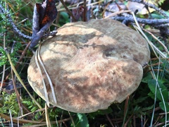 Xerocomus ferrugineus