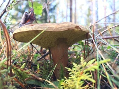 Xerocomus ferrugineus