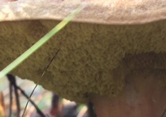 Xerocomus ferrugineus