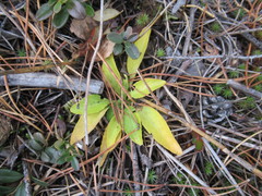 Viola gmeliniana