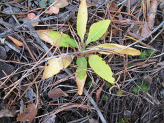 Viola gmeliniana