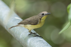 Golden-Bellied Gerygone photo 3