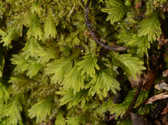 Fissidens asplenioides