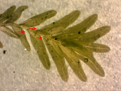 Fissidens asplenioides