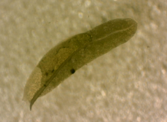 Fissidens asplenioides