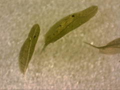 Fissidens asplenioides