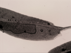 Fissidens asplenioides