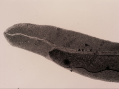 Fissidens asplenioides