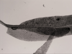 Fissidens asplenioides