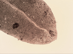 Fissidens asplenioides