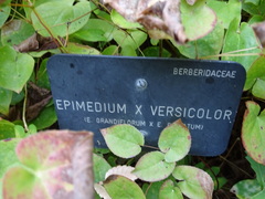 Epimedium × versicolor