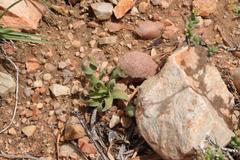 Albuca concordiana