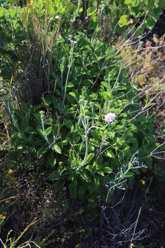Image of Scabiosa africana by (c) Tony Rebelo, some rights reserved (CC BY-SA)