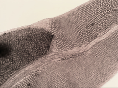 Fissidens asplenioides