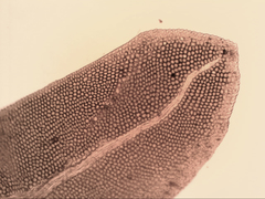 Fissidens asplenioides