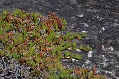 Ruschia promontorii