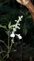 Salvia pallida