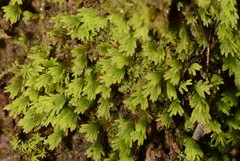 Fissidens asplenioides