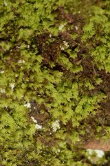 Fissidens asplenioides