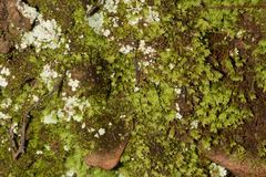 Fissidens asplenioides