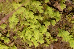 Fissidens asplenioides