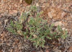 Psammotropha quadrangularis