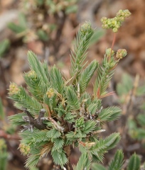 Psammotropha quadrangularis
