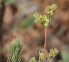 Psammotropha quadrangularis
