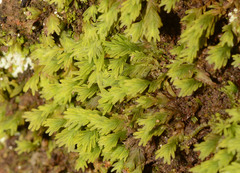 Fissidens asplenioides