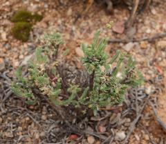 Psammotropha quadrangularis