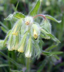 Onosma microcarpa