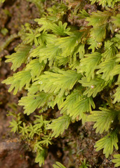 Fissidens asplenioides