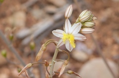 Bulbine triebneri