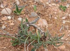 Bulbine triebneri