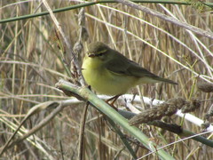 Phylloscopus trochilus