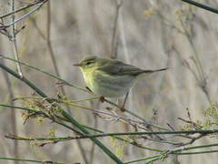 Phylloscopus trochilus