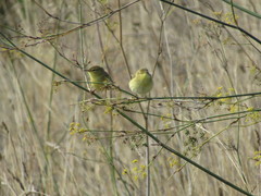 Phylloscopus trochilus