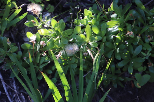 Image of Tree Babooncabbage by (c) Tony Rebelo, some rights reserved (CC BY-SA)
