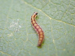 Swammerdamia pyrella