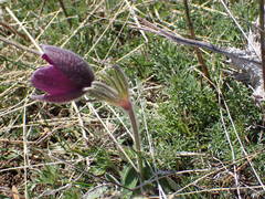 Pulsatilla rubra