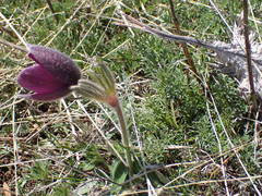 Pulsatilla rubra