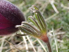 Pulsatilla rubra