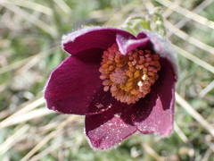 Pulsatilla rubra