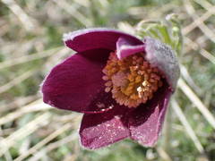 Pulsatilla rubra