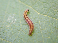 Swammerdamia pyrella