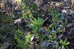 Ruschia promontorii