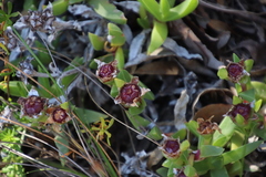 Ruschia promontorii