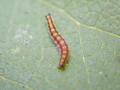 Swammerdamia pyrella