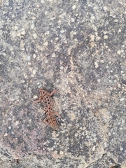 Pachydactylus vansoni