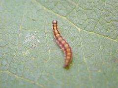 Swammerdamia pyrella